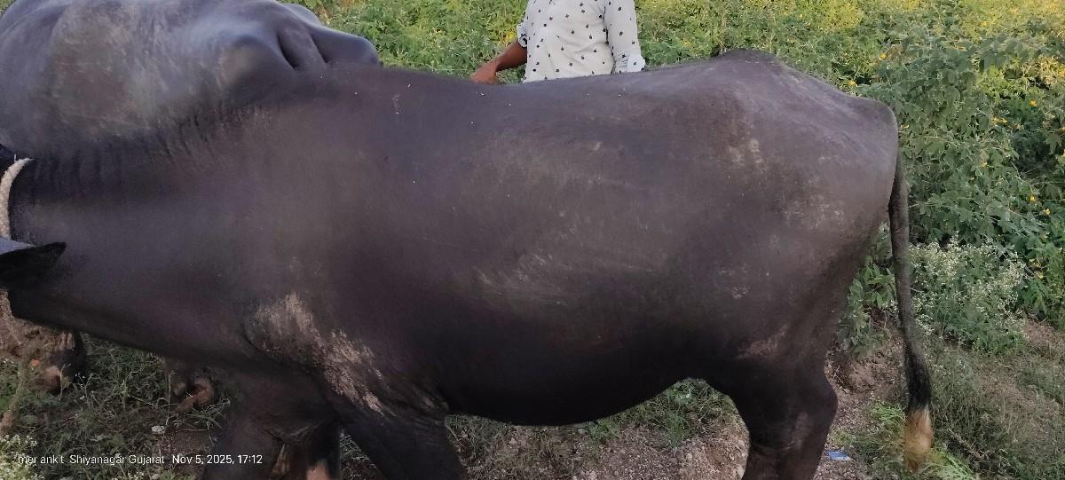 થંબનેલ 3