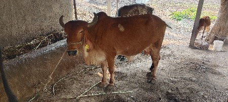 ગાય વેચવા ની  છે