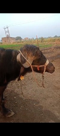 થંબનેલ 2