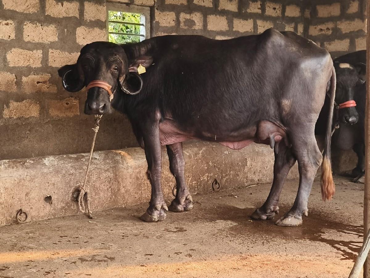 ટોપલી ખળેલી વેચવાની છે