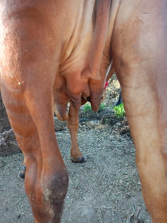 ગિર હોડકી દેવાની છે સાવ સોજી છે