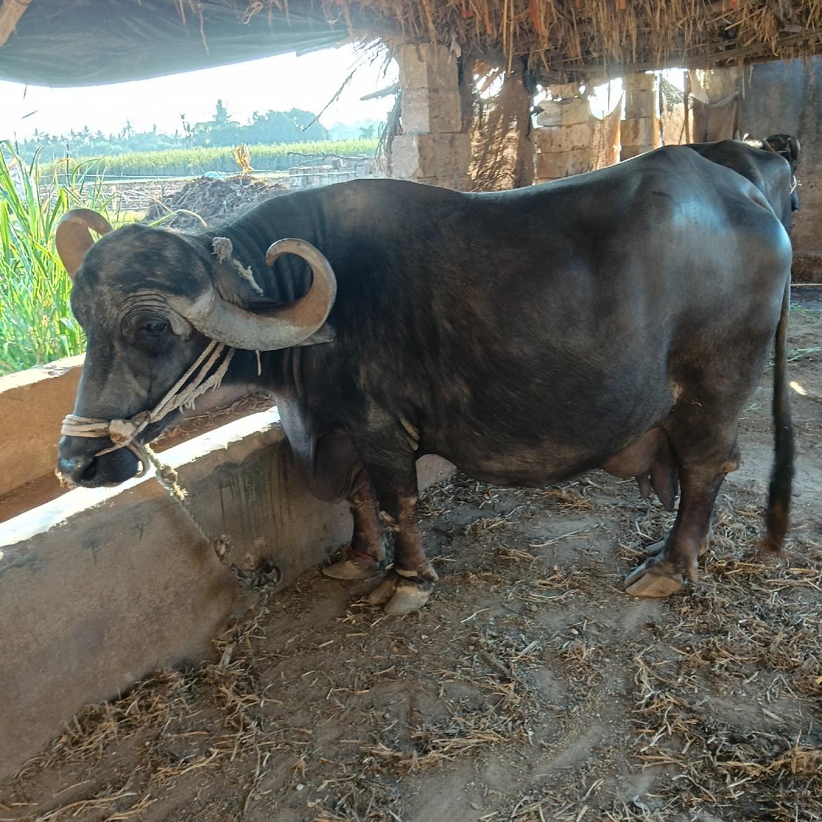 ભેશ વેચવા ની છે