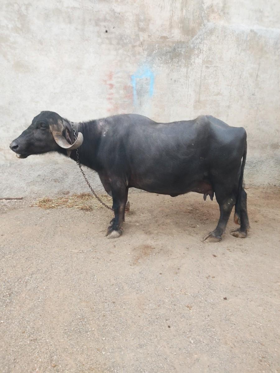 थंबनेल 3