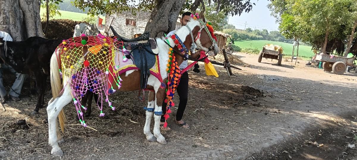 ફૂલેકા માટે મળો