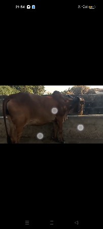 થંબનેલ 4