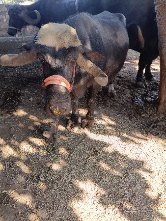 ભેશવૅચવાનીશવતલતન