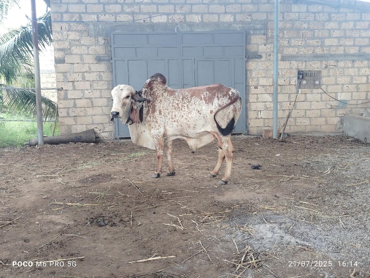 थंबनेल 3