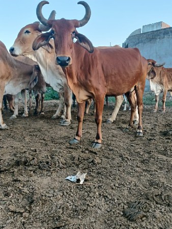 થંબનેલ 3