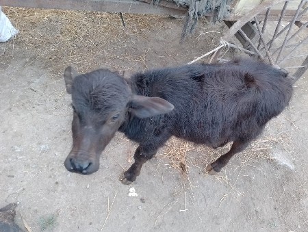 થંબનેલ 2