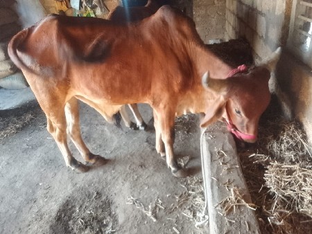 ૪ ૪ દાતે છે બ ઈ