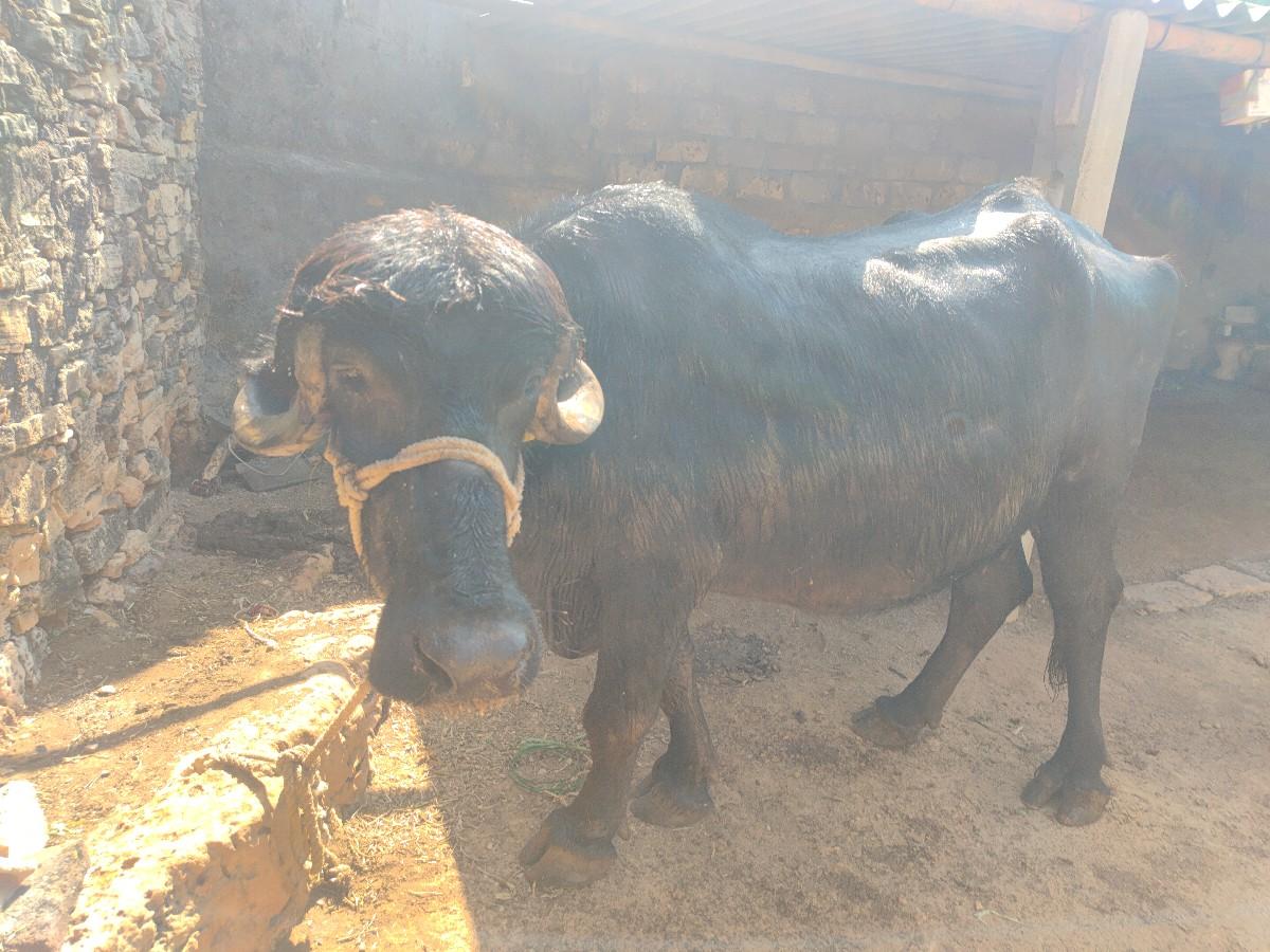 थंबनेल 3