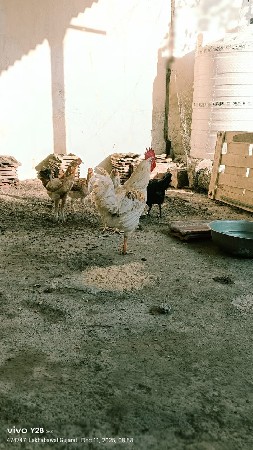 સફેદ રંગના કુકડા દેશી