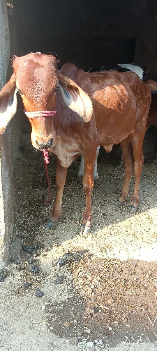 थंबनेल 3