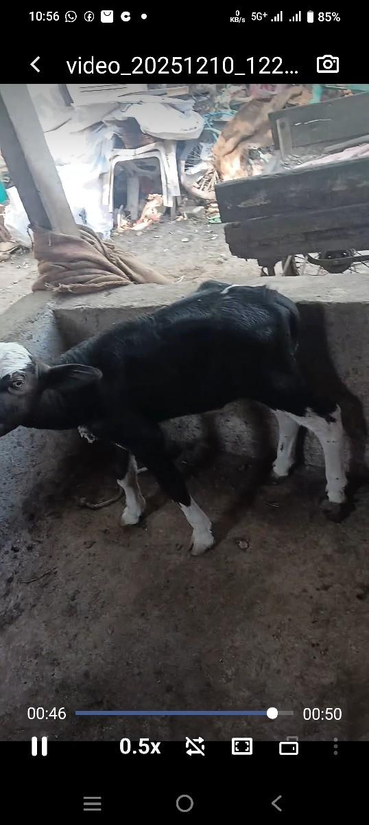 તાજી વિયાણેલ