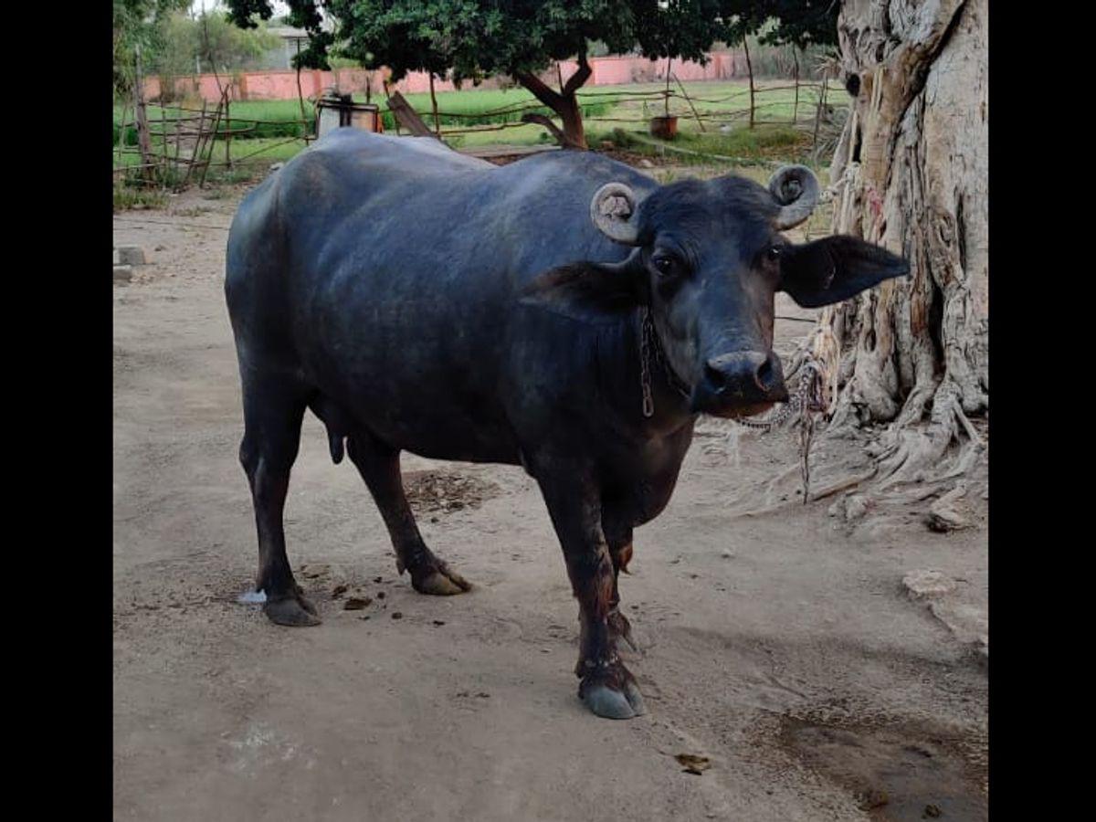 જાફરાબાદી બંની ટોપલી