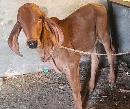 ગાય વેચવાની છે