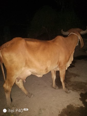 थंबनेल 3