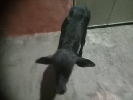 પાડી વેચવાની