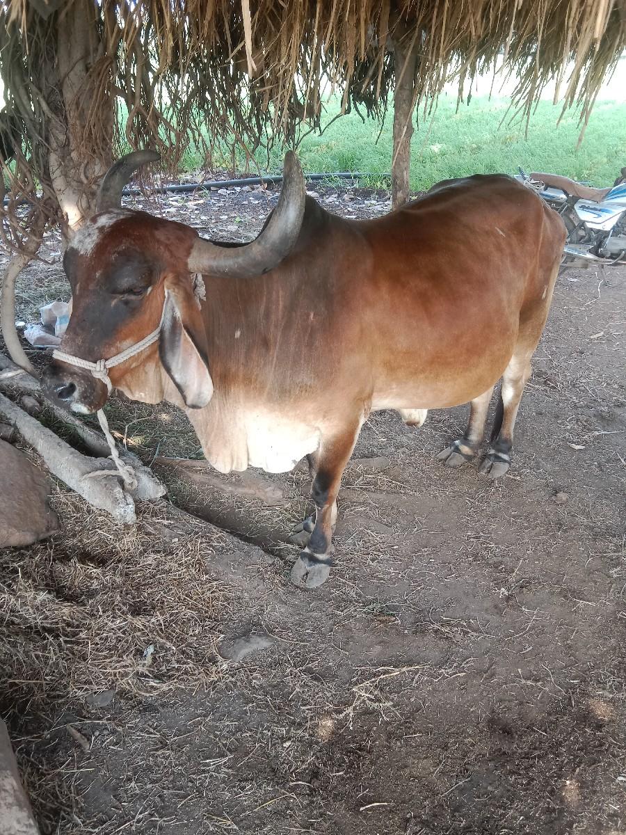 थंबनेल 2