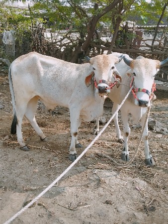 थंबनेल 3