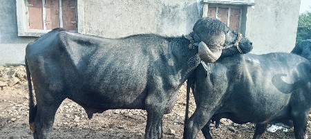 थंबनेल 2