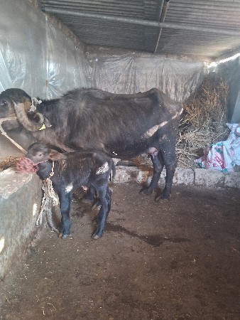 થંબનેલ 3