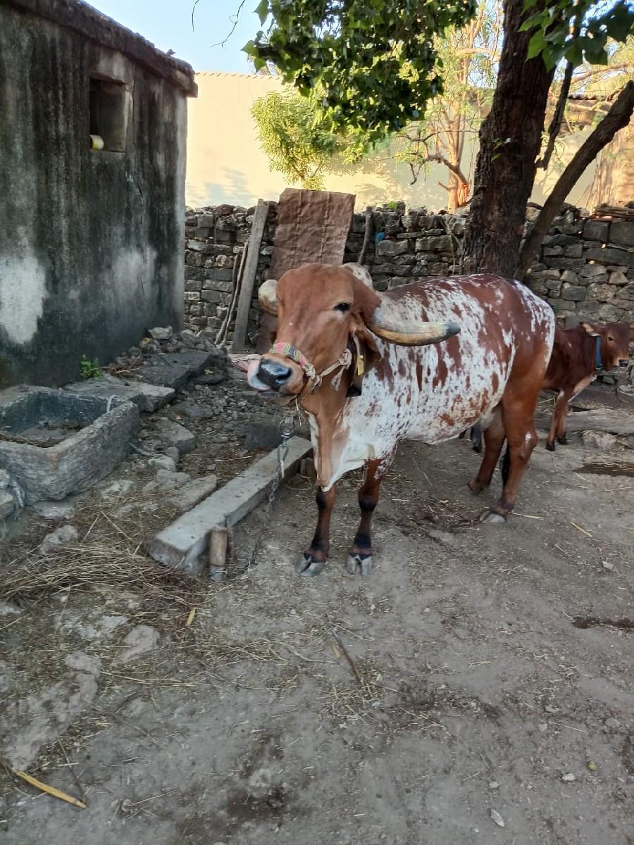 ગોવિંદ વાળા 9879698290