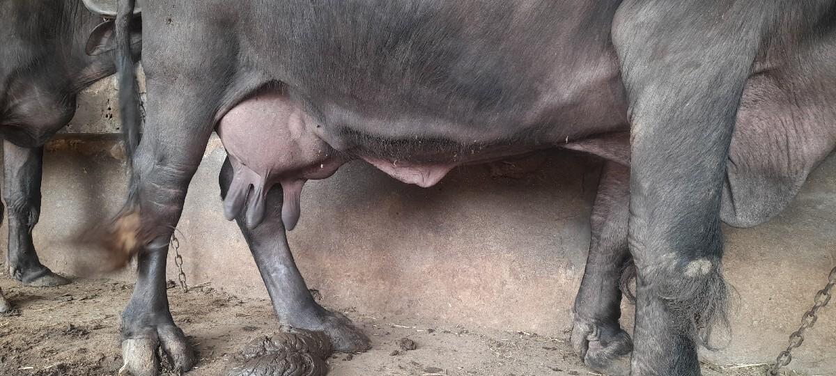 थंबनेल 3