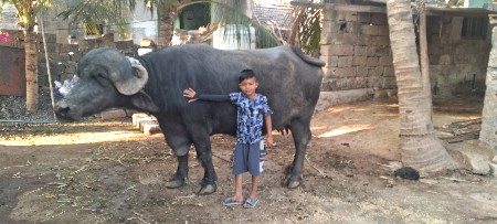 વેશવની. સે