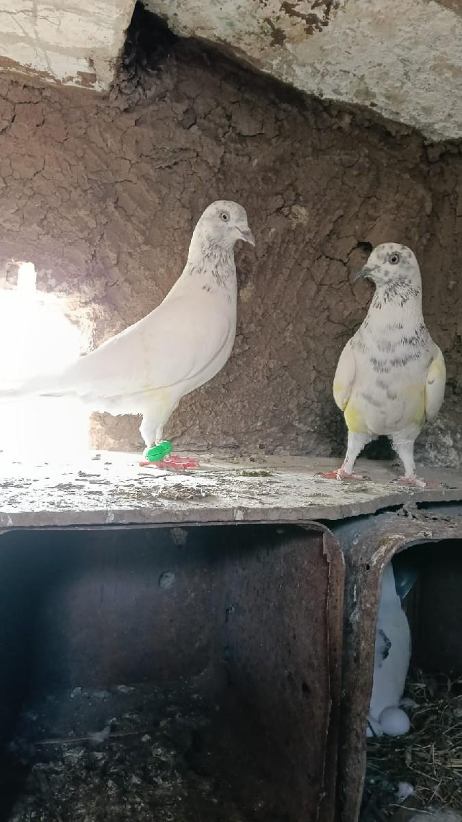 થંબનેલ 2