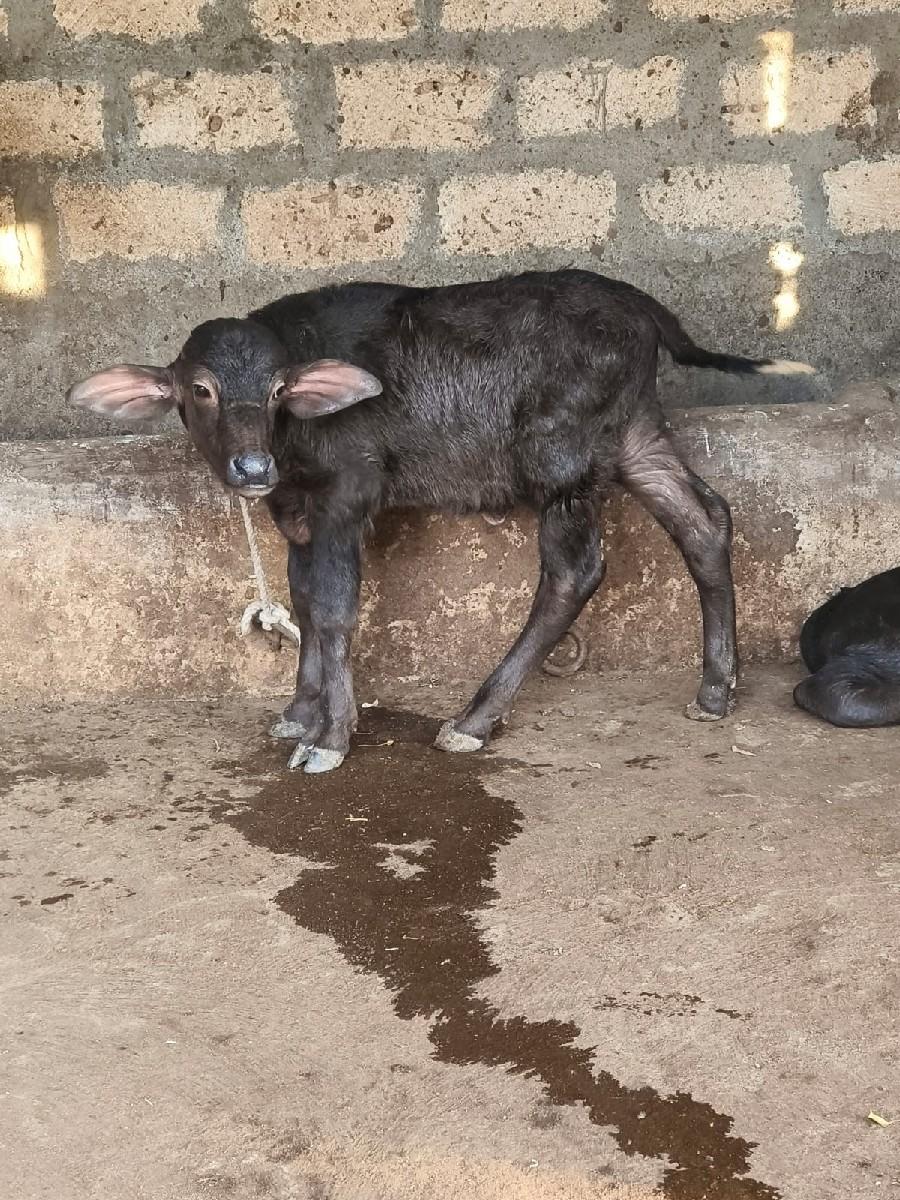 थंबनेल 6