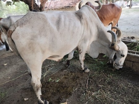 5 ધર ચાલવામાં ફૂલ પાણિયારો