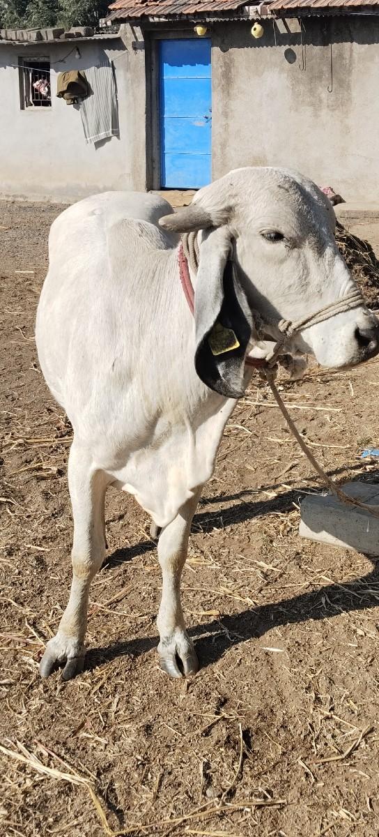 લીલડી ઓડકી વેચવાની છે