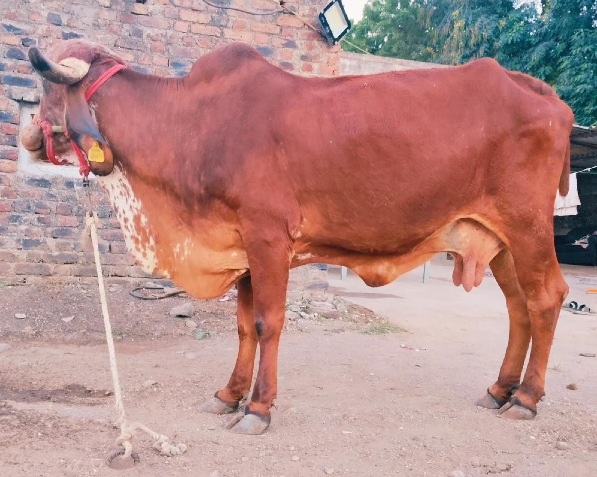 थंबनेल 3