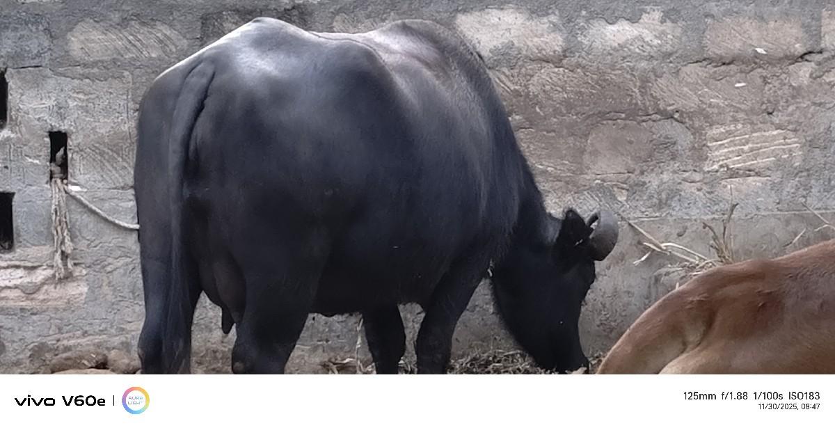 વેચવાનીછે