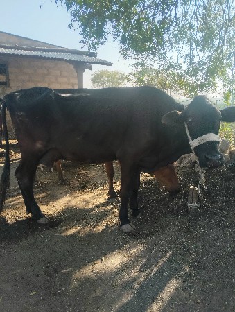 થંબનેલ 3