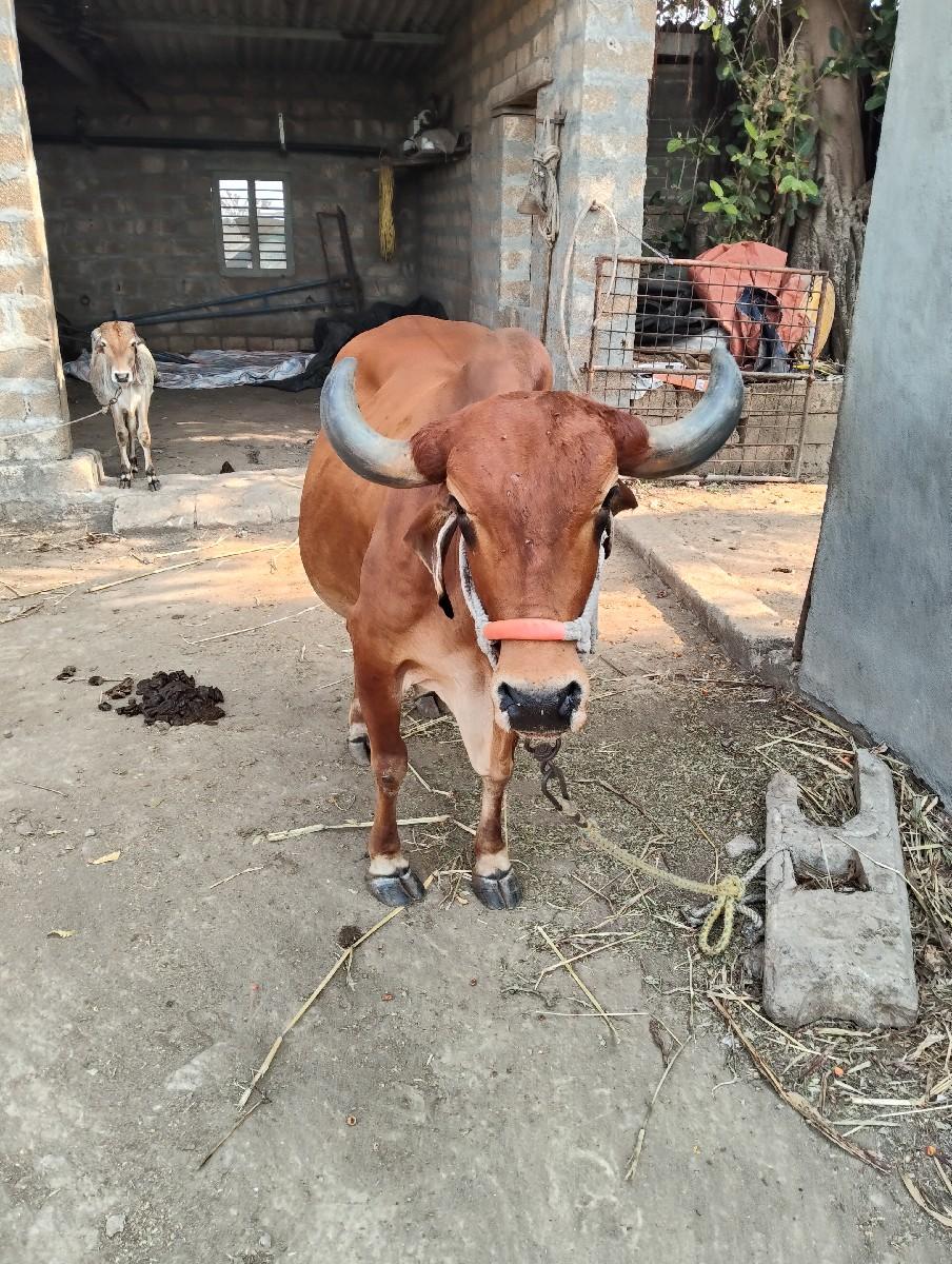 ગાય  વેચવાની છે
