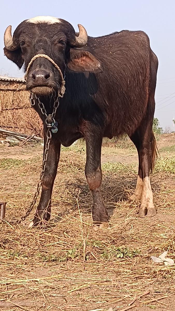 ખળેલી વેચવાની છે