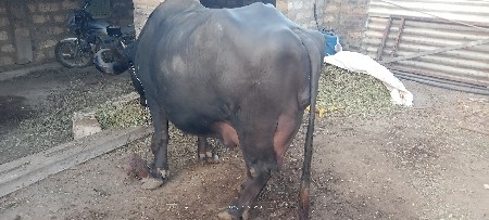 થંબનેલ 3