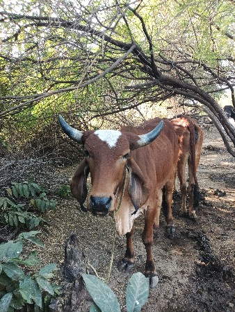 હોડકી વેચવાની છે