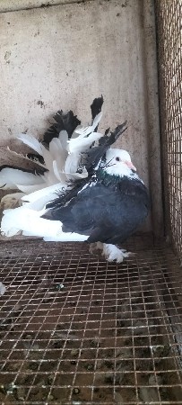 કબુતર મોરપીંછ લેવાં છે