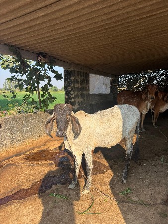 થંબનેલ 3