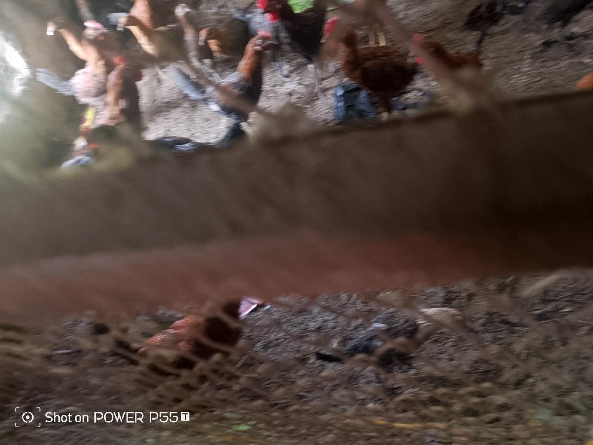 थंबनेल 3