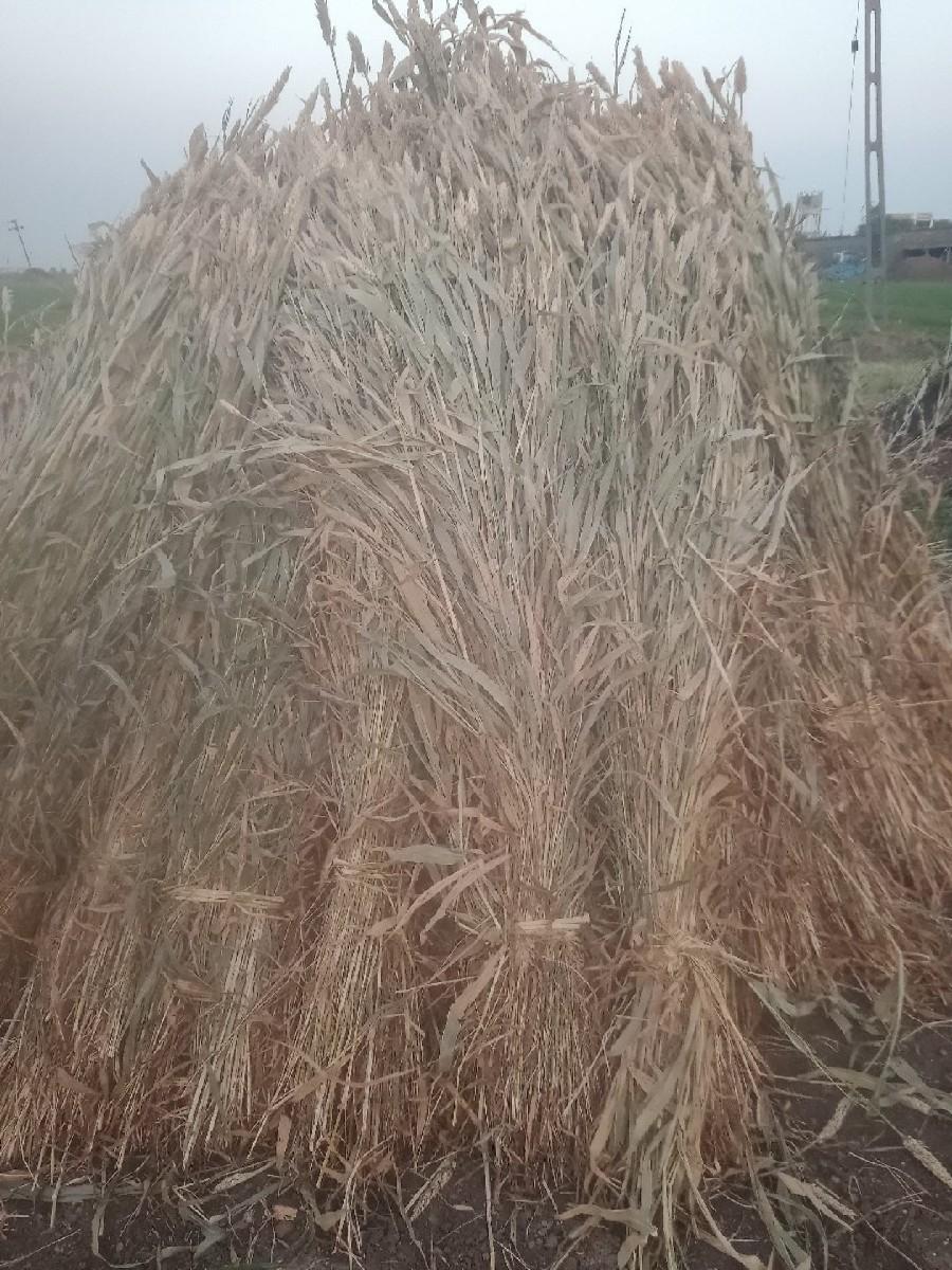 જુવાર નો ચારો, જુવારની નિર્ણ