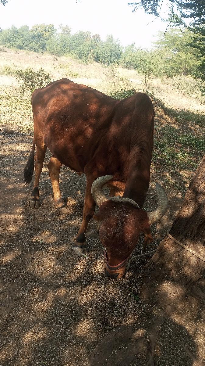 थंबनेल 2