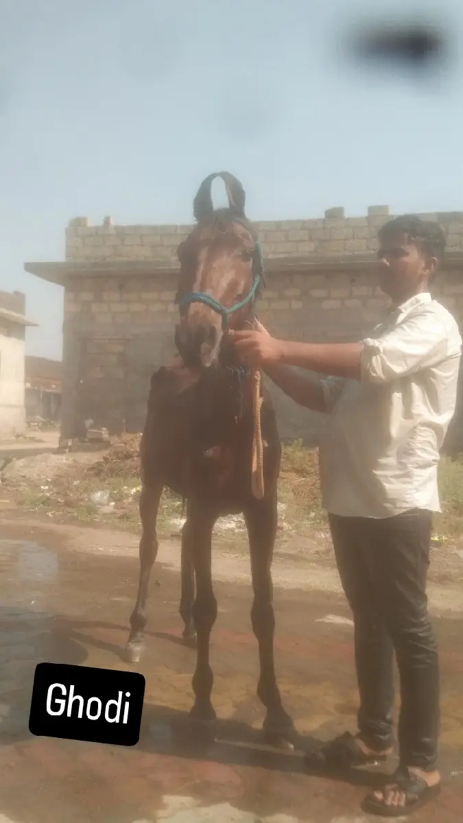 આ ઘોડિનૂ શાટુ કરવાનૂ શે