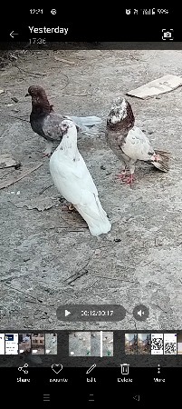 થંબનેલ 2