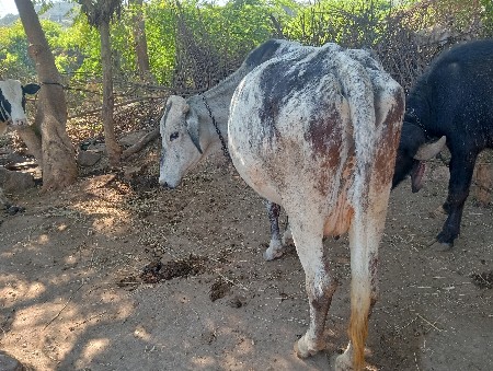 જર્સી ગાય વેચવાની છે