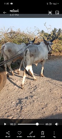 ગોઢલા વેચવાના છે