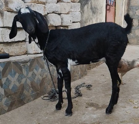 પેલું વેતર